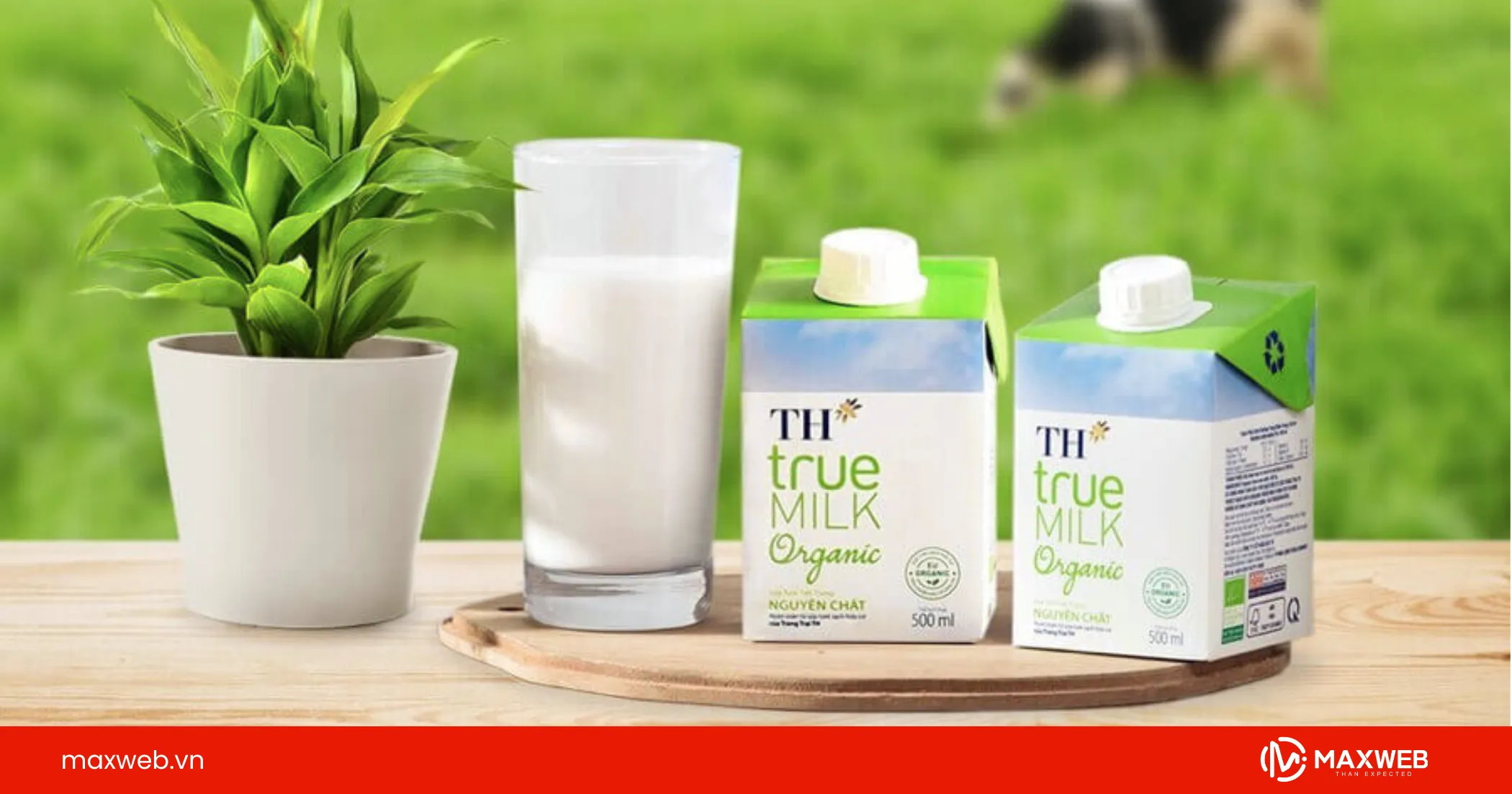 Quảng cáo sữa TH True Milk
